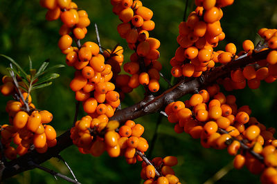 Close-up of orange fruits on tree