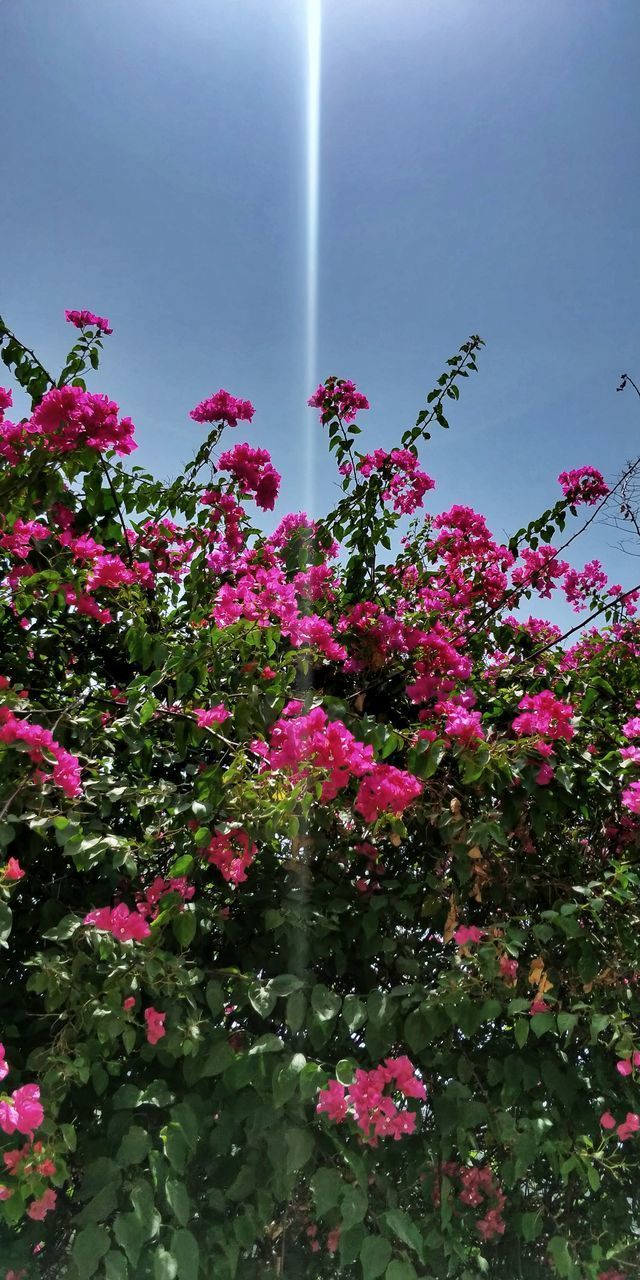 LOW ANGLE VIEW OF FLOWERING PLANTS AGAINST SKY