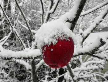 Close-up of snow covered tree