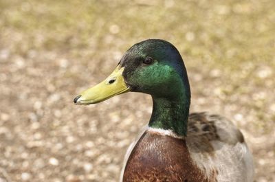 Close-up of mallard duck