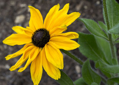 Close-up of yellow flower growing on plant