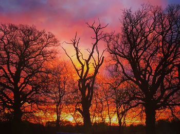 Silhouette bare trees against orange sky