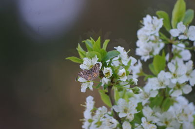 Close-up of moth on white flowers