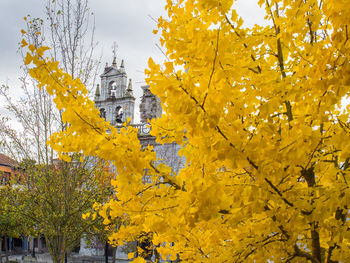 Low angle view of yellow flowering plant against building