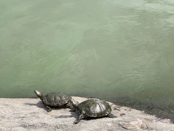 High angle view of crab in lake