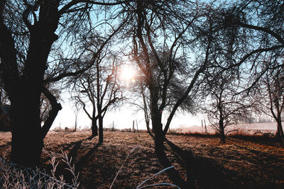 Close-up of silhouette trees against sky during sunset