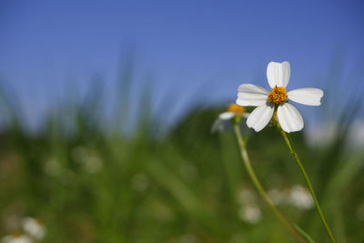 Close-up of white flowering plants on field