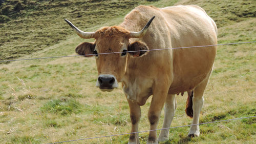 Cows standing in a field