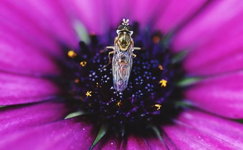 Close-up of insect on purple flower