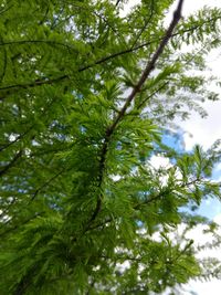 Low angle view of trees