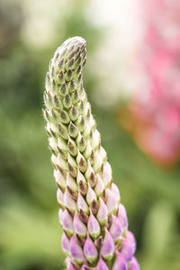 Close-up of pink flowering plant