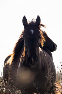 Portrait of a horse