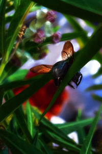 Close-up of bug on plant