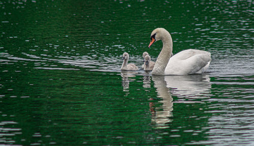 High angle view of large mute swan swans  cygnets swimming in lake with reflection