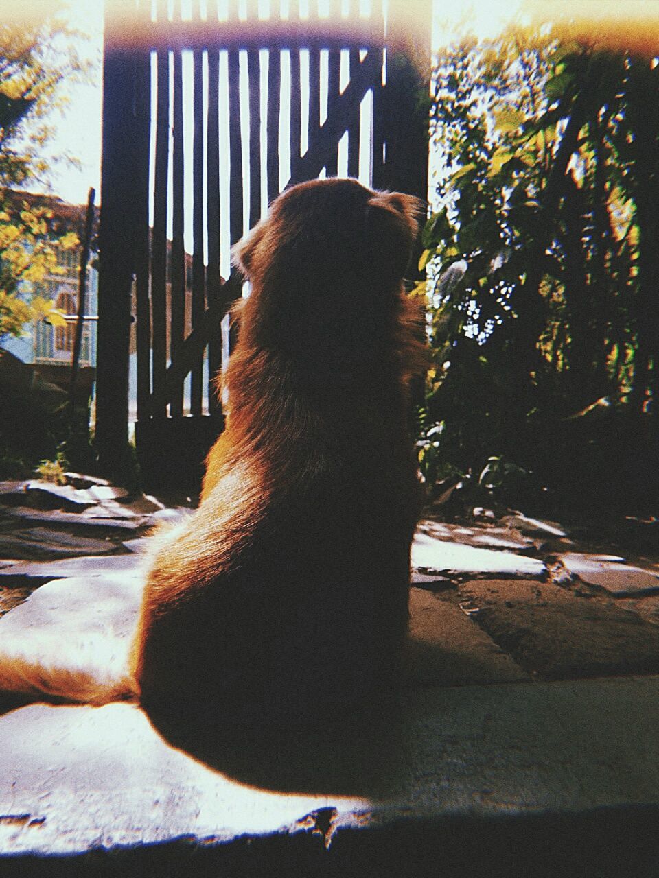 one animal, animal themes, animal, mammal, pets, domestic, domestic animals, vertebrate, canine, dog, no people, sunlight, sitting, nature, day, looking, tree, outdoors, shadow, looking away