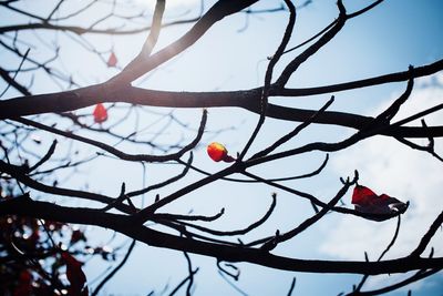 Low angle view of bare tree against sky during winter
