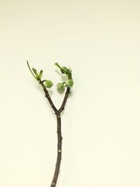 Close-up of ivy against white background