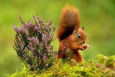Close-up of squirrel on flower