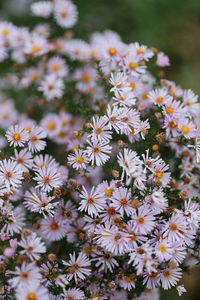 Close-up of flowers