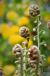 Close-up of fresh yellow flowering plant