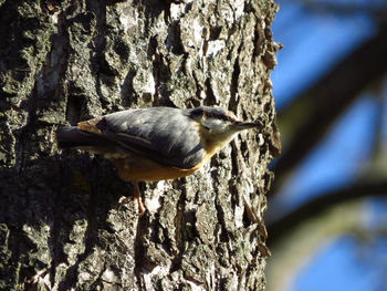 Close-up of a bird on tree trunk