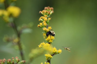 Close-up of bee on yellow flower