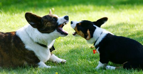 Side view of two dogs barking while sitting on field