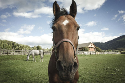 Horses grazing on field