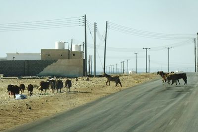 Herd of goats on road against sky