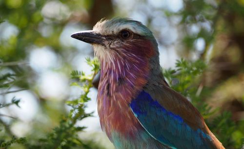 Close-up of lilac-breasted roller by plants