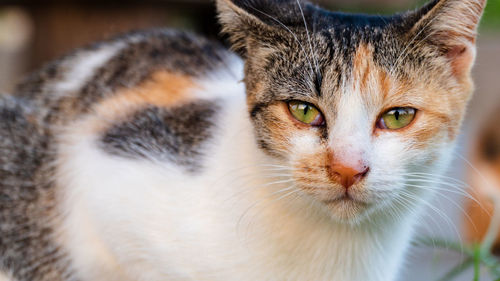 Close-up portrait of a cat