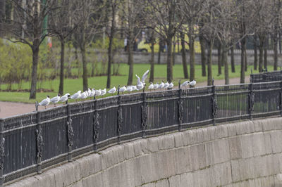 View of birds perching on railing in park