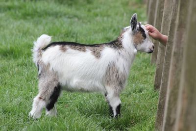 Close-up of sheep standing on field