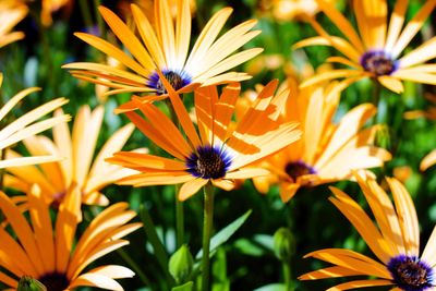 Close-up of yellow flower