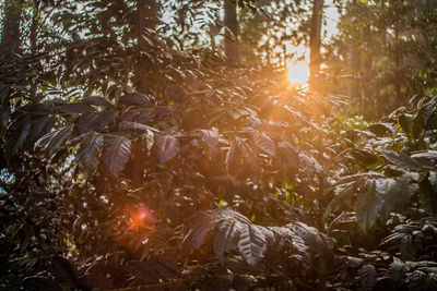 Plants in forest