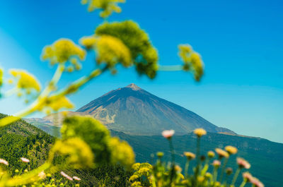 Scenic view of sunflower field against sky