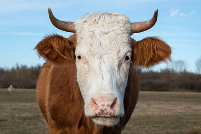 mammal
