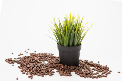 Close-up of potted plant against white background