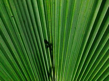 Close-up of fresh green plant