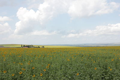 Scenic view of agricultural field against sky