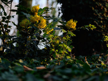 Close-up of yellow flowering plant