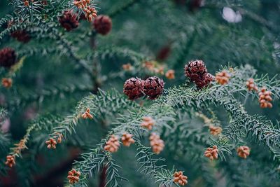 Close-up of pine cones on tree