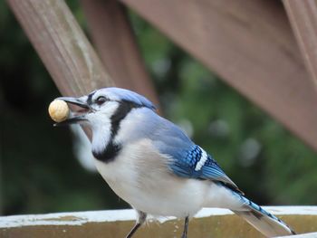 Close-up of a blue jay with a peanut perching on railing