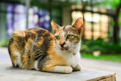 Close-up of cat sitting on footpath