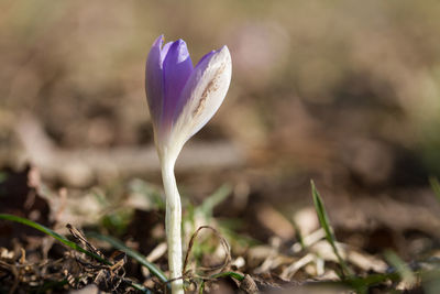 Close-up of crocus blooming outdoors