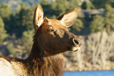 Female elk close-up