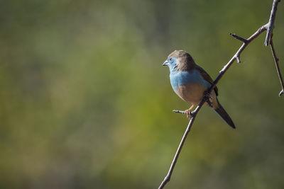 Close-up of bird perching on twig