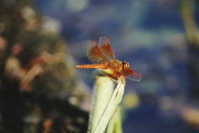 Close-up of insect on leaf