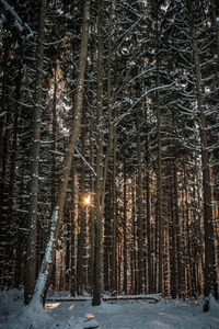Snow covered trees in forest during winter