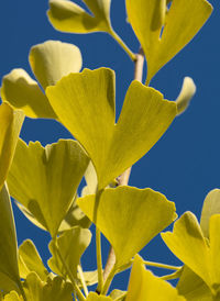 Close-up of yellow flowering plant against blue sky